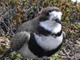 two banded plover